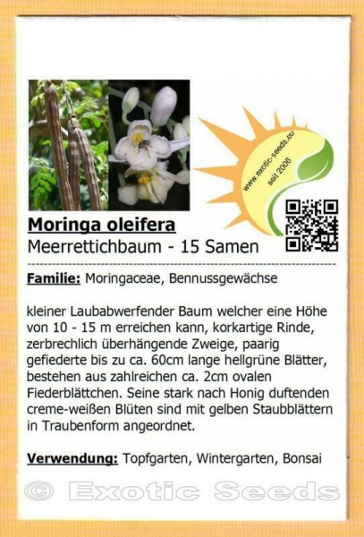 Moringa oleifera, Meerrettichbaum, Trommelstockbaum, Horseradish Tree, 15 Samen